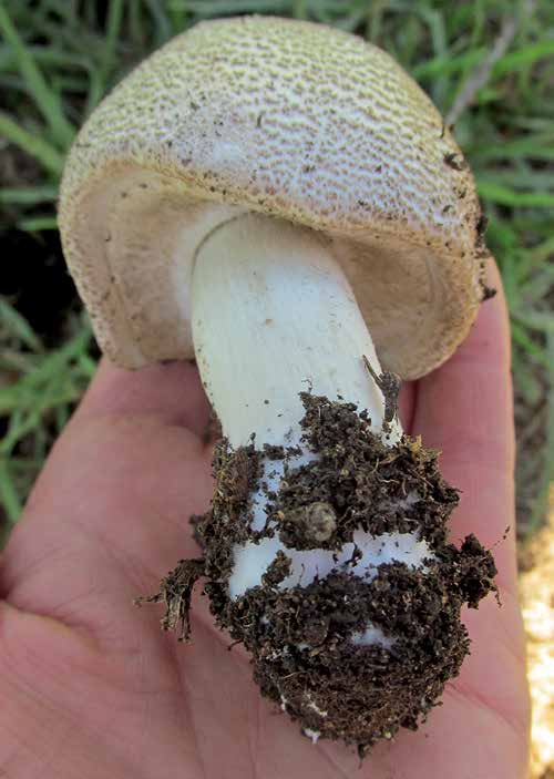 A freshly foraged bolete, lifted from the forest floor