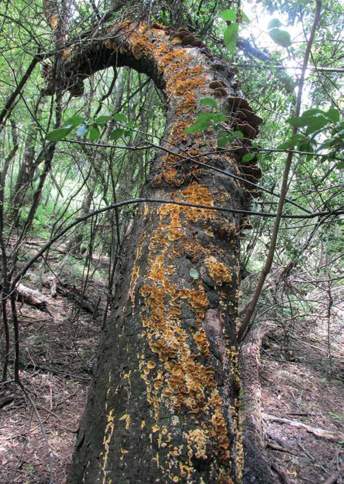 Fungi spiralling up a fallen tree in dense forest