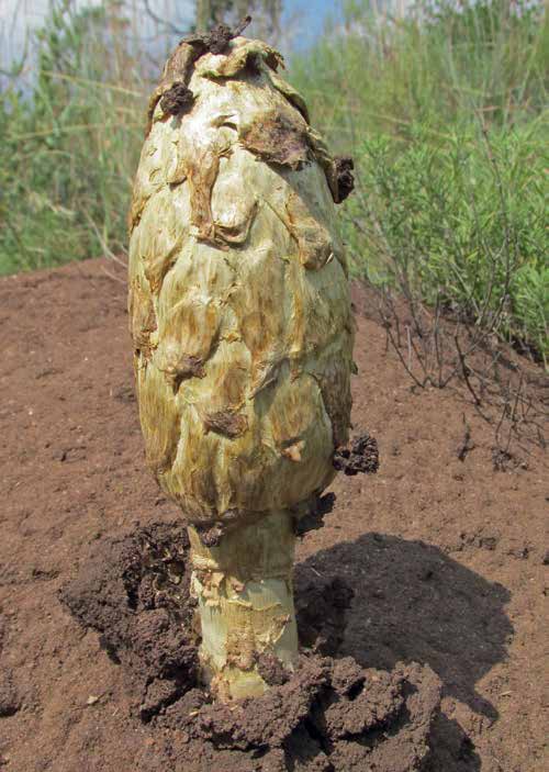 A large Termitomyces emerging from a termite mound