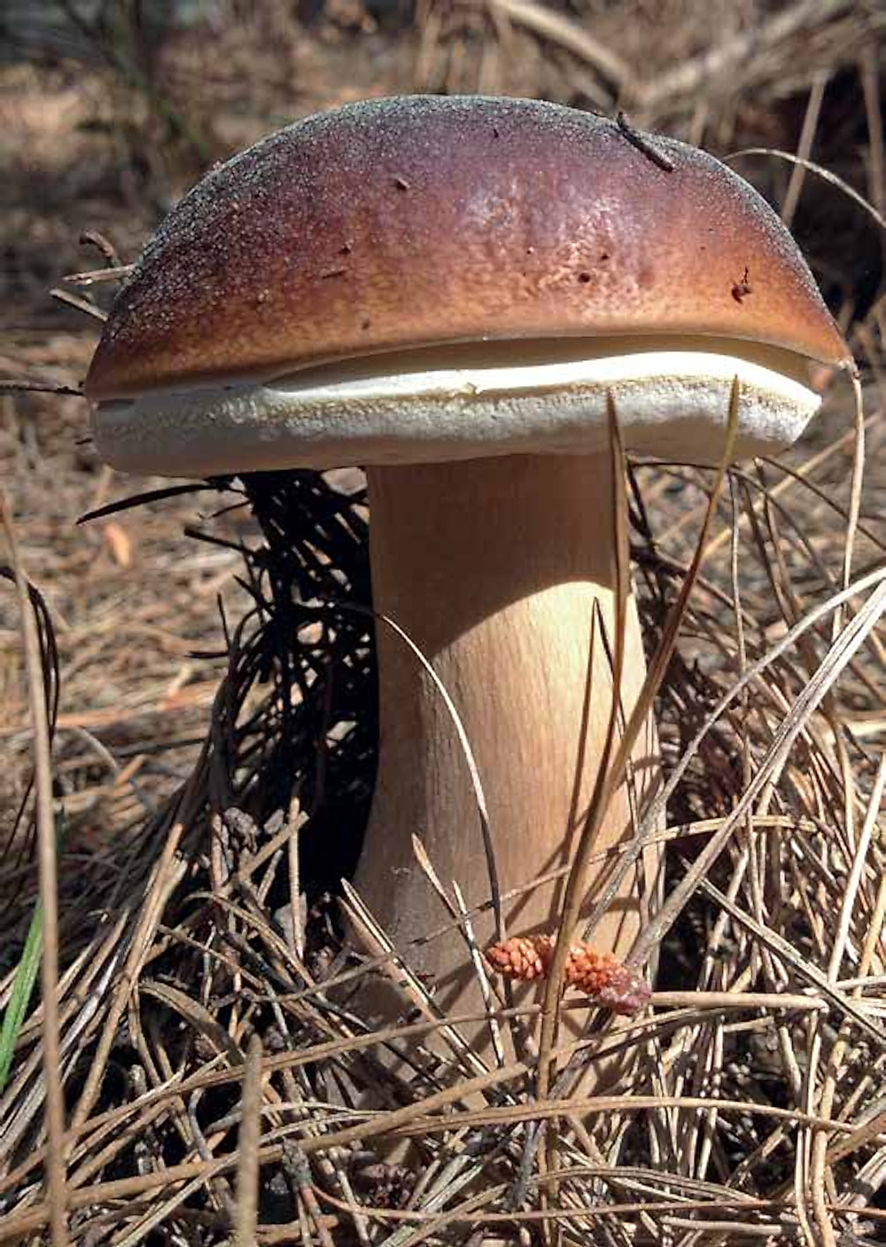 A wild porcini (Boletus edulis) growing in Cape pine forest