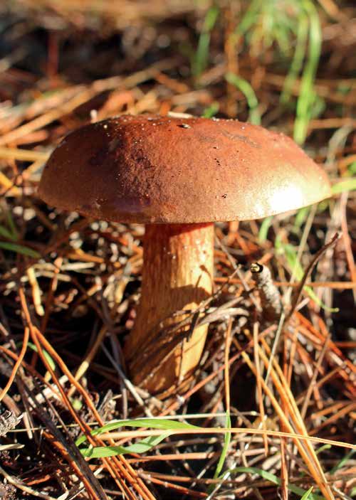 Imleria badia, the bay bolete, in pine needles