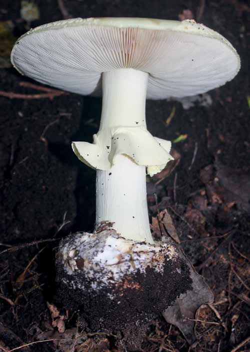 Amanita citrina, the false death cap, pale and whitish on the forest floor