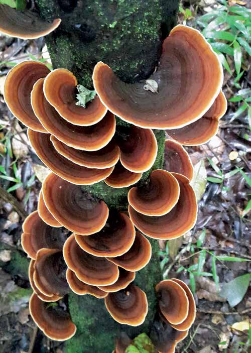 Stereum ostrea, the false turkey tail, banded brackets climbing a forest trunk
