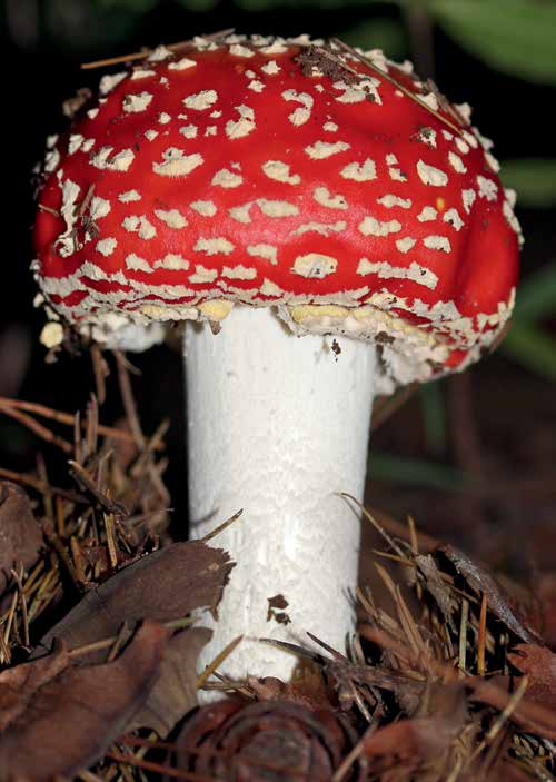 Amanita muscaria, the fly agaric, scarlet with white warts