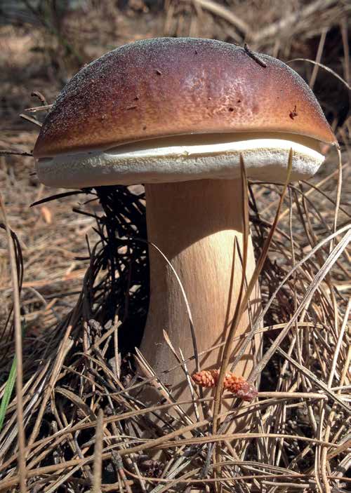 Boletus edulis, the porcini, in pine forest