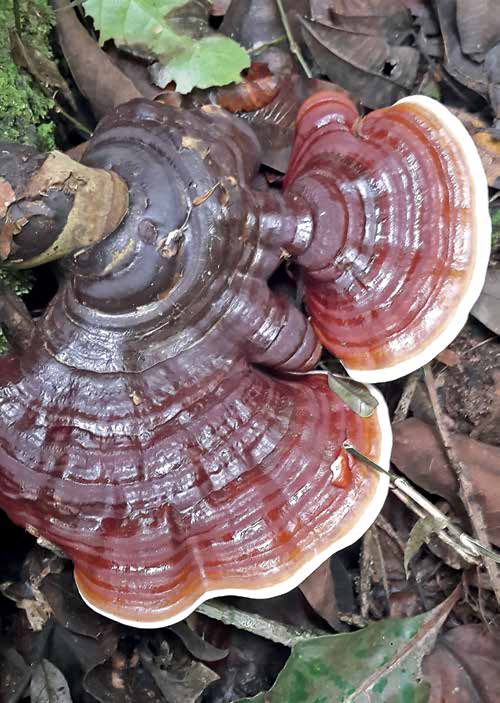 A lacquered Ganoderma bracket, the reishi
